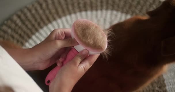 一个拿着粉红刷子梳狗毛的年轻女子的手部特写 她从梳子里捡起毛皮 把肿块放在地板上 一只金毛猎犬坐在后面 — 图库视频影像