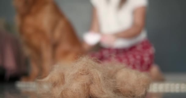 Kugle Hundehår Ligger Forgrunden Sløret Baggrund Ung Kvinde Børster Gylden – Stock-video