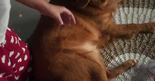 Una Giovane Donna Passa Mano Attraverso Pelliccia Cane Golden Retriever — Video Stock