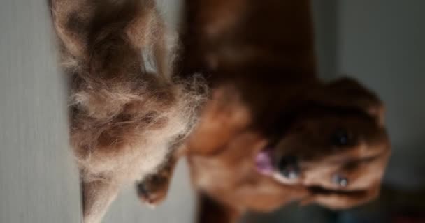 ゴールデンレトリーバー犬の垂直ビデオは 毛皮の山の隣の床にあります 犬の季節的なシェイプ ペット毛皮へのアレルギー グルーミングサロン用バナー 犬の毛および毛損失をまとめること — ストック動画