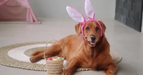 一只金毛猎犬在一个长着兔子耳朵的毛架上繁殖 它躺在一个装有彩蛋的柳条筐旁边 穿着复活节服装的滑稽小狗 — 图库视频影像