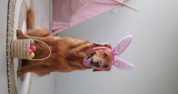 Pionowe Wideo Wielkanocnego Psa Rasy Golden Retriever Który Siedzi Króliczych — Wideo stockowe
