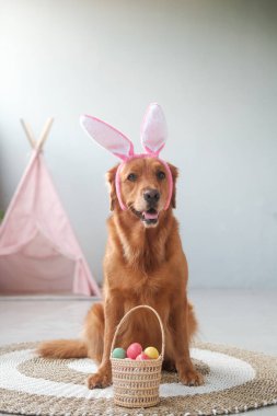 Tavşan kulaklarında oturan Golden Retriever cinsinden bir Paskalya köpeğinin dikey fotoğrafı ve yanında da yumurtalı bir hasır sepet var. Yumurta avı, gerçek Hıristiyan bahar tatili. Paskalya sembolü.