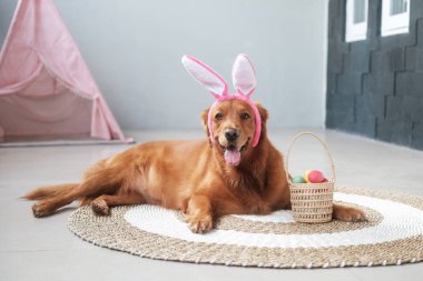 Golden Retriever 'ın Paskalya köpeği tavşan kulaklı bir saç tutacağında renkli yumurtaların olduğu sepetin yanında yatıyor. Paskalya kostümlü komik köpek..