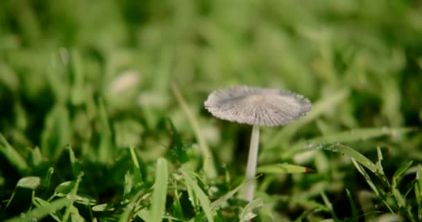 Makroaufnahme Eines Kleinen Wilden Giftigen Grauen Pilzes Der Einem Feld — Stockvideo