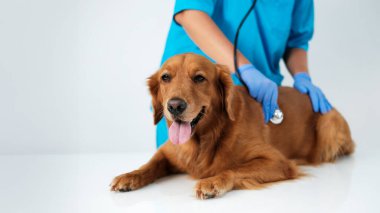 Bir bayan veterinerin ellerini yakın plan çekerek steteskopla Golden Retriever köpeğinin kalp atışını ve nefesini dinleyen bir pankart. Veterinerle randevum var. Köpek hasta.