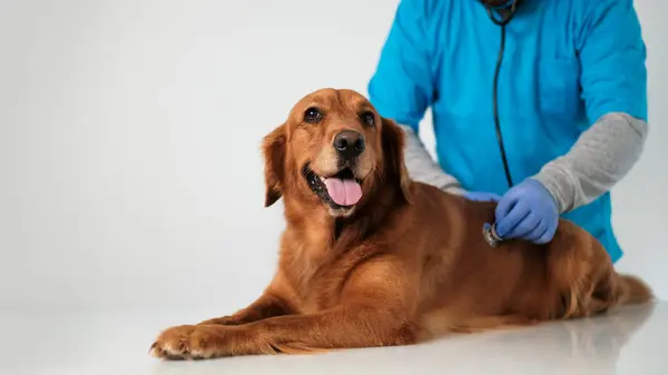 Bir Erkek Veteriner Elinin Bayrağı Steteskopla Golden Retriever Köpeğinin Kalp — Stok fotoğraf