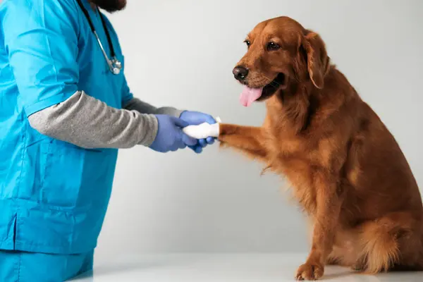 Banner with a male veterinarian in a blue uniform bandaging the paw of a Golden Retriever dog. The dog is afraid and its tongue hanging out. Treatment and care for pets. Veterinarian Day Holiday.