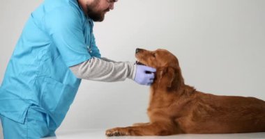 Veteriner randevusunda masada yatan Golden Retriever köpeği. Bir erkek veteriner mavi üniformalı bir köpeğin önünde duruyor ve köpek yüzünü elleyip okşuyor, tedavi öncesi sakinleştiriyor.