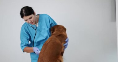 Mavi üniformalı ve eldivenli bir kadın veteriner klinikteki masasında yatan Golden Retriever köpeğinin nefesini dinlemek için steteskop kullanıyor. Köpeğin muayenesi ve tedavisi.