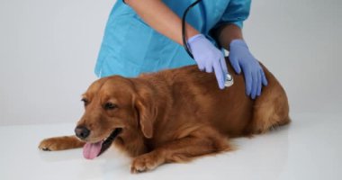 Bir Golden Retriever köpeğinin kalp atışlarını ve nefesini steteskopla dinleyen bir kadın veterinerin ellerine yakın çekim. Veterinerle randevum var, köpek hasta..