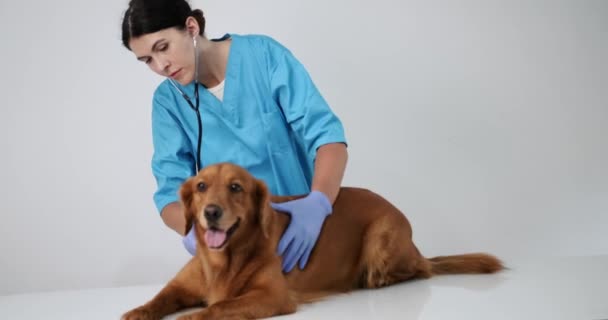 Eine Tierärztin Blauer Uniform Und Handschuhen Hört Mit Einem Stethoskop — Stockvideo