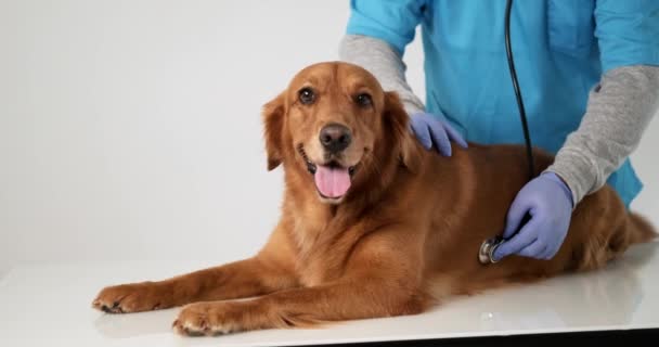 男性の獣医の手のクローズアップは 心拍と黄金の回収犬の呼吸にステートスコープを通して聞いています 獣医師に任命された犬は病気です — ストック動画