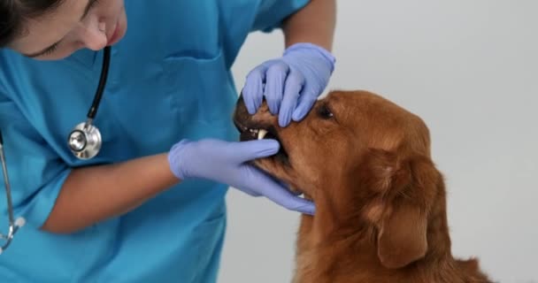 一名身穿蓝色制服的女兽医在兽医诊所接受预约时与她近距离接触 并戴上手套检查一只金毛猎犬的牙齿 犬牙菌斑 口腔治疗 — 图库视频影像