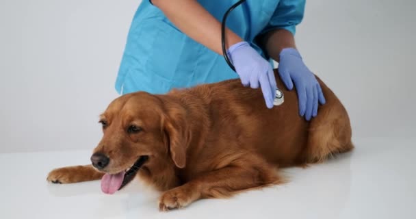 一位女兽医的手部特写 她通过听诊器聆听金毛猎犬的心跳和呼吸 和兽医约好了 狗病了 — 图库视频影像