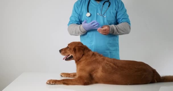 ゴールデンレトリーバー犬が獣医師によって検査されているテーブルの上に横たわっています 男性の獣医は 青いゴム製の医療手袋を手に入れ 患者は忍耐強く待っています — ストック動画
