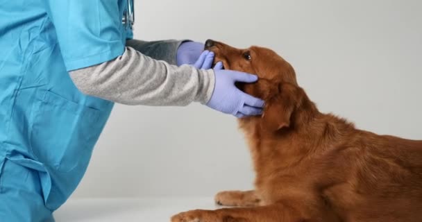 Golden Retriever Hund Ligger Ett Bord Veterinär Möte Manlig Veterinär — Stockvideo