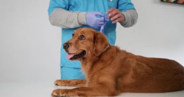 Golden Retriever köpeği masanın üzerinde bir veteriner tarafından muayene ediliyor. Erkek bir veteriner ellerine mavi lastik eldiven takar ve hasta sabırla bekler. Veterinerler Günü.