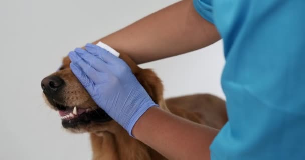 Zbliżenie Kobiety Weterynarii Niebieskim Mundurze Gumowych Rękawiczkach Czyszczących Oczy Psa — Wideo stockowe