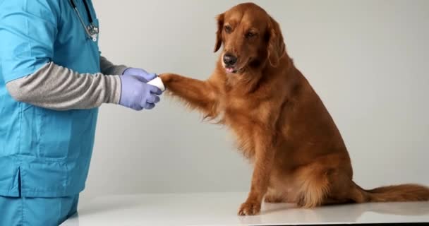 ゴールデンレトリーバー犬の足を包む青い制服の男性獣医の中型ショット 犬は恐れていて 舌がぶら下がっている側を見ています ペットの治療とケア — ストック動画