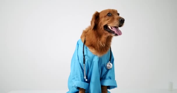 Retrato Del Perro Golden Retriever Traje Veterinario Azul Con Estetoscopio — Vídeos de Stock