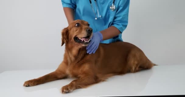Porträt Eines Golden Retriever Hundes Der Bei Einem Tierarzttermin Auf — Stockvideo