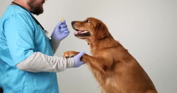 Veterinär Blå Uniform Och Handskar Ger Hund Benformad Kaka Behandla — Stockvideo