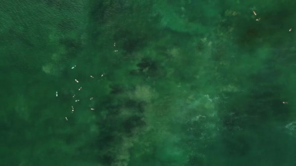 Вид Воздуха Серферов Лежащих Досках Голубой Воде Океане Линейке Ожидающих — стоковое видео