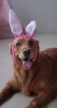 Golden Retriever 'ın Paskalya köpeği tavşan kulaklı bir saç bandı takıyor, arka planda oturuyor ve komik bir ağızlıkla kameraya bakıyor. Hıristiyan bahar tatili. Yumurta avı. Paskalya tavşanı.