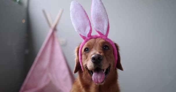 Wielkanocny Pies Rasy Golden Retriever Opasce Króliczymi Uszami Siedzący Jasnym — Wideo stockowe