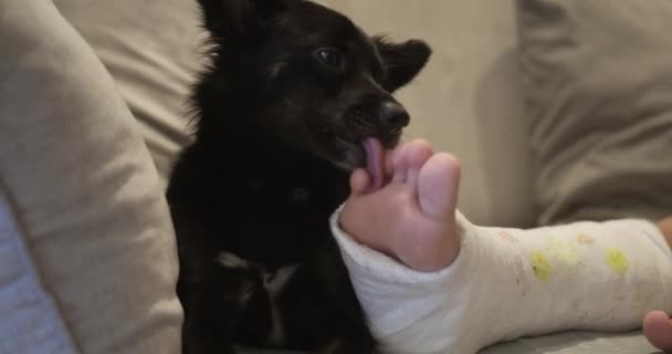 Zbliżenie Nogi Nastolatki Gipsie Pobliżu Leży Mały Czarny Pies Liżący — Wideo stockowe