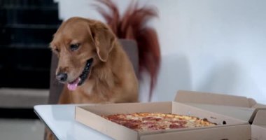 Önündeki yemek masasında sandalyede oturan bir Golden Retriever köpeği teslim edilmiş bir kutu pepperoni pizzasıdır. Köpeklere zararlı yiyecekler, hayvanınla ilgilenmek. Fast food.