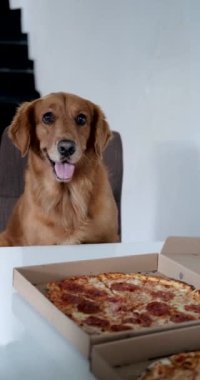 Önündeki yemek masasındaki sandalyede oturan Golden Retriever köpeğinin dikey videosu teslim edilmiş bir kutu pepperoni pizzasıdır. Köpekler için zararlı yemek, evcil hayvanınla ilgilenmek..
