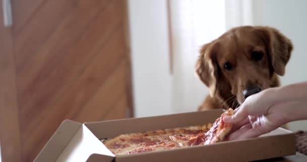 Pies Rasy Golden Retriever Uważnie Obserwuje Rękę Swojej Właścicielki Gdy — Wideo stockowe