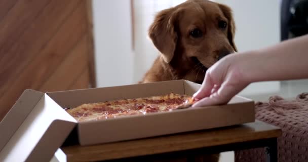 一只金毛猎犬小心地看着它的女主人的手 她从床头柜里拿出一块披萨 狗在流口水 一个有趣的视频 — 图库视频影像