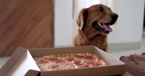 一只金毛猎犬站在一盒辣香肠披萨前 哀求着要吃一块 一个周末和你最好的朋友一起看电影和吃快餐 有趣的狗 — 图库视频影像