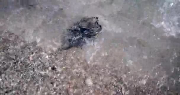 Detailní Záběr Fpv Dronu Který Leží Pobřeží Oceánu Vodě Našel — Stock video
