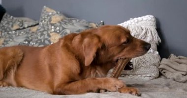 Golden retriever köpeği oturma odasındaki kanepede yatıyor ve kahverengi bir kemiği kemiriyor. Pençeleriyle tutuyor. Köpeklerinin dişlerini önemsiyorsun. Sağlıklı yiyecekleri olan bir evcil hayvan dükkanı. Lezzetli kemik.