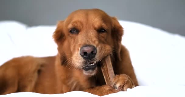 白い毛布の上にソファーの上に横たわる金色のレトリーバーの犬の肖像画と骨を噛み 足でそれを保持し 喜んで目を転がしています 犬の歯の世話をする 健康的な治療 — ストック動画