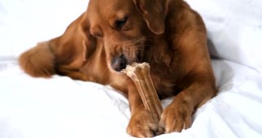 Altın av köpeği portresi kanepeye uzanmış beyaz bir battaniyenin üzerinde ve bir kemiği kemiriyor, pençeleriyle tutuyor ve zevkle gözlerini yuvarlıyor. Köpeklerinin dişlerini önemsiyorsun. Sağlıklı muamele..