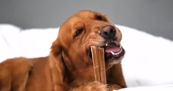 Zblízka Portrét Psa Zlatého Retrívra Který Leží Pohovce Bílé Přikrývce — Stock video