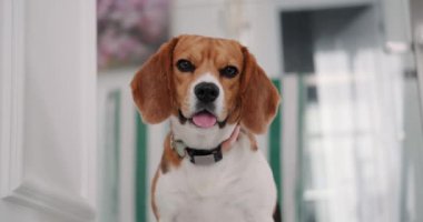 Merdivenlerde durup kameraya bakan bir Beagle köpeğinin portresi. Safkan bir köpeğin komik, şaşırmış yüzü. Köpek bakıcısı servisi.