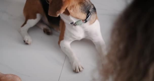 Retrato Cão Beagle Que Encontra Chão Branco Sala Estar Olha — Vídeo de Stock