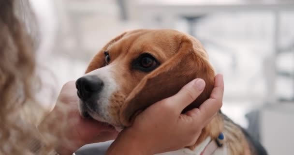 Porträt Der Schnauze Eines Hundes Der Rasse Beagle Der Von — Stockvideo