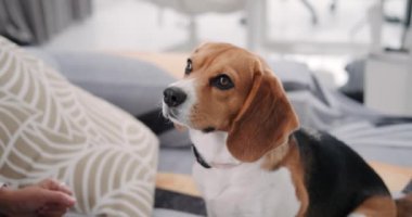 Bir Beagle köpeği oturma odasındaki kanepede oturur ve sahne arkasında oturan sahibine bakar, bir ödül için bekler. Çekici ve itaatkar safkan bir köpek..