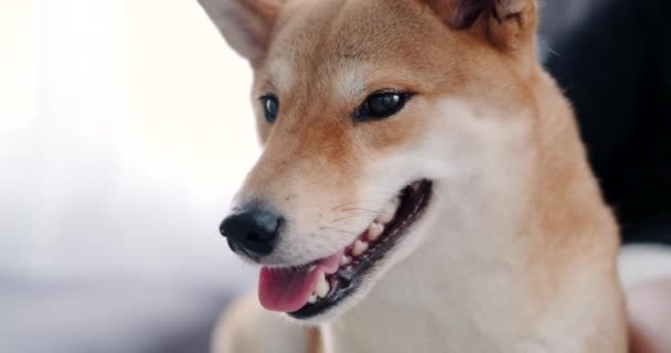 Портрет Намордника Собаки Породы Шиба Ину Ласкаемой Владельцем Забавной Собакой — стоковое видео