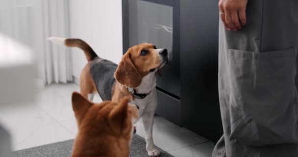 Kitchen Two Dogs Beagle Shiba Inu Breeds Standing Next Female — Stock Video