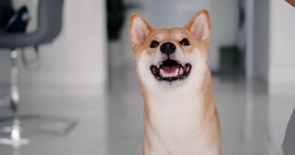 一个希巴因努犬的画像 看着相机 抬起头来 姜黄秋田是一只微笑 纯正的狗 由不同年龄的狗组成的训练及教学小组 — 图库视频影像
