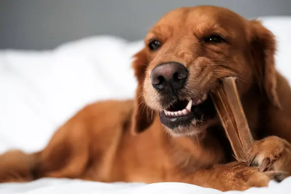 A close up portrait of a Golden Retriever dog which lies on the sofa on a white blanket and gnaws on a bone while holding it with its paws. Funny face of a dog eating a treat. Taking care of teeth.