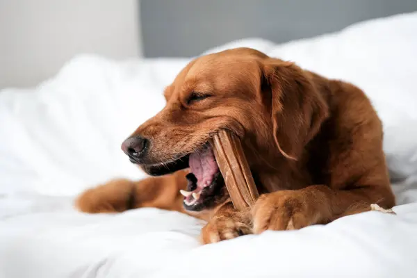 Banner with a dog of the Golden Retriever breed, which lies on a white blanket and gnaws a brown bone while holding it with its paws. Dog dental health. Healthy treats for oral care. Pet shop.